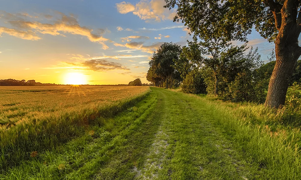 A grassy path stretches alongside a golden field as the sun sets, casting warm light through scattered clouds and trees lining the right side.