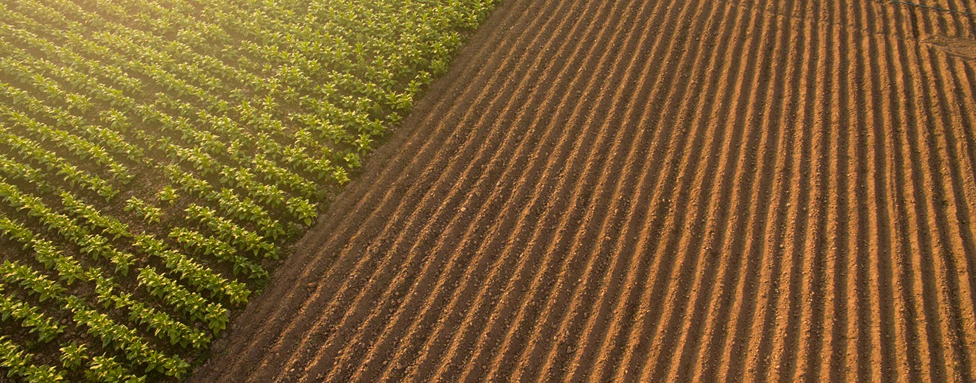 Rows of green crops growing beside a freshly plowed field under soft sunlight, creating a distinct contrast between cultivated plants and bare soil in a rural agricultural setting.