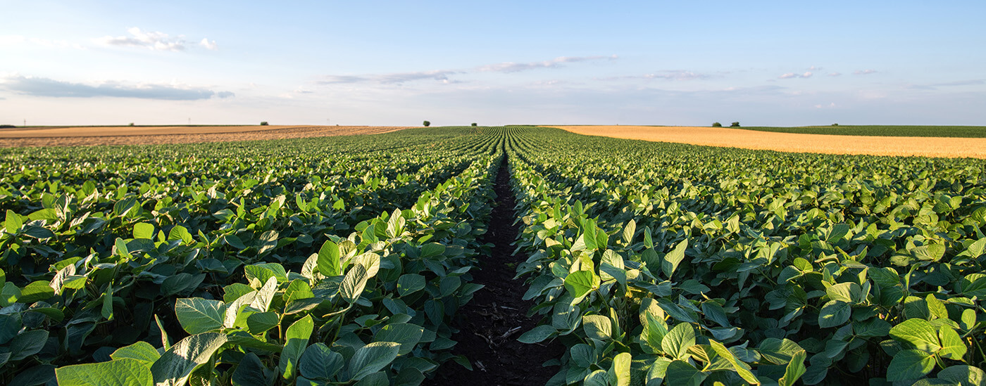 Rows of lush green plants grow in a vast field under a clear blue sky with scattered clouds, creating a sense of expansive agricultural landscape.